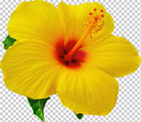 Flower Petal Yellow Hibiscus Hawaiian Hibiscus Png Clipart Chinese