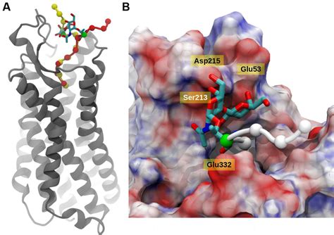 Neurotensin Receptor Interacting With Contulakin G A A Snapshot From