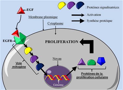 Cycle Cellulaire Prolifération Des Cellules Saines Dossier