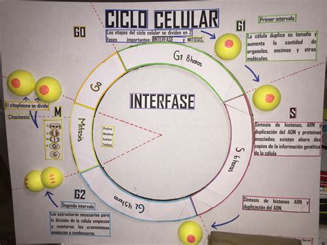 Ciclo Celular Ciclo Celular Apuntes De Clase Apuntes