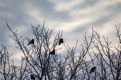 Ravens On Dry Branches Covered With Snow In Winter Stock Photo Image