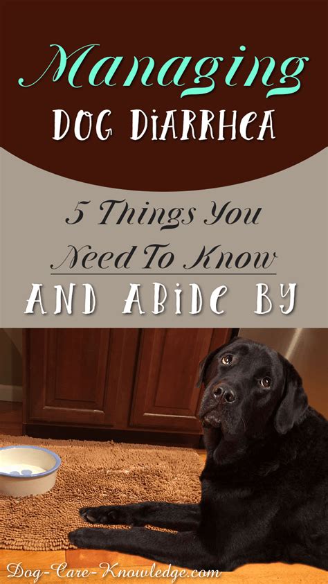 Managing Dog Diarrhea 5 Things You Need To Know And Abide By