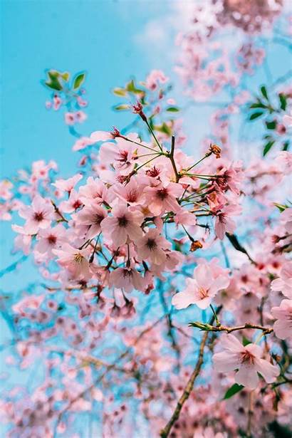 Spring Blossom Cherry Sakura Wallpapers Aesthetic Flower