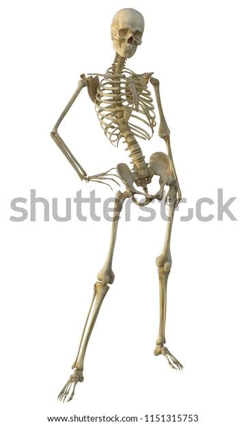 3d Render Human Male Skeleton Isolated Stock Illustration 1151315753