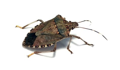 Stink Bug Removal Identifying Stink Bugs Doctor Pest