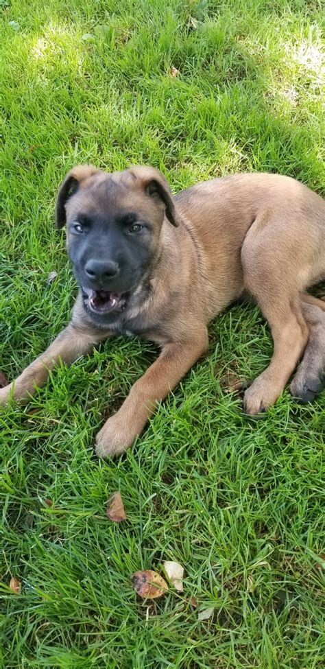 Often confused for a german shepherd, the belgian malinois is a loyal and intelligent dog breed. Belgian Shepherd Dog (Malinois) Puppies For Sale | Elmira ...