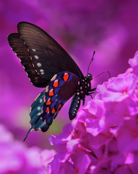 Pipevine Swallowtail Butterfly Photograph By Mark Chandler Fine Art