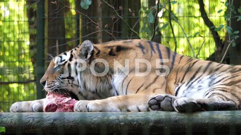 The Siberian Tiger Eats Raw Meat Wild Animals In Captivity 4 Stock