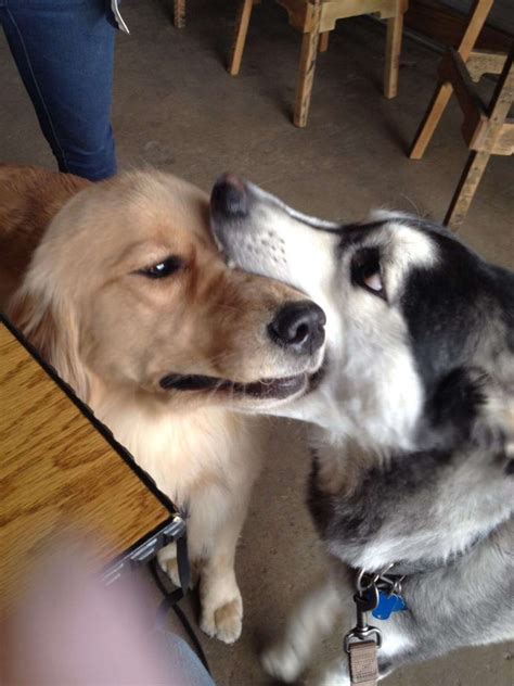 10 Kinda Awkward Pets Who Are Having Some Trouble With Romance The Dodo
