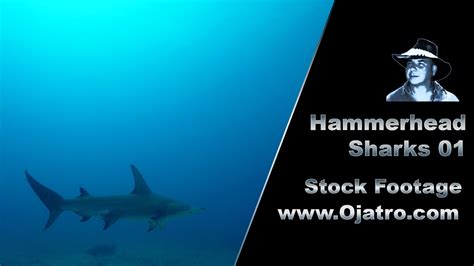 Hammerhead Sharks 01 Stock Footage Youtube