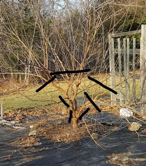 We've been sharing our passion for. mulberry-pruned | Mulberry tree, Pruning fruit trees ...