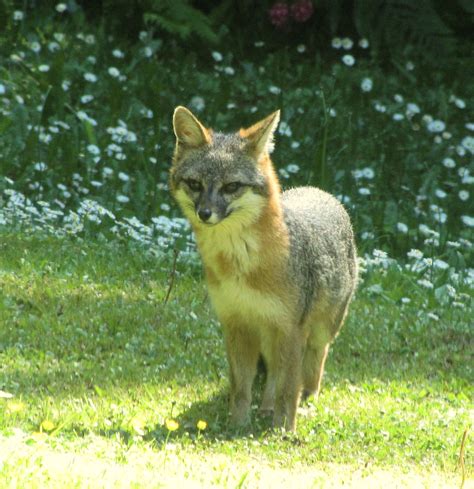 Fox In Our Backyard Gray Island Grey Fox Foxes Deer Creatures