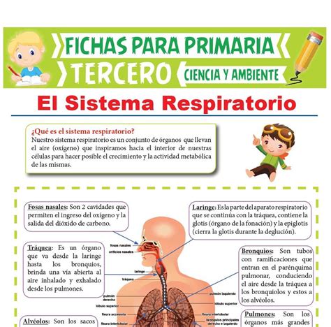Arriba Foto Aparato Respiratorio Para Niños De Tercero De Primaria El último
