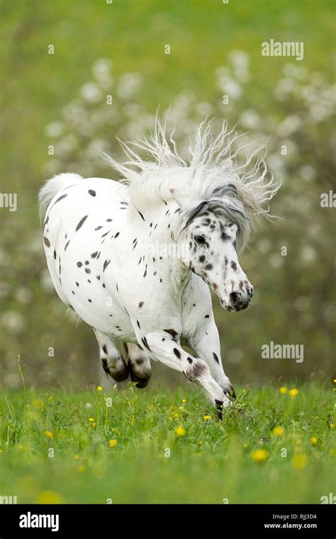 Shetland Pony Miniatur Appaloosa Ruckeln Auf Einer Wiese Deutschland