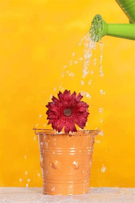 Watering A Flower Stock Image Image Of Light Backlit 39980755