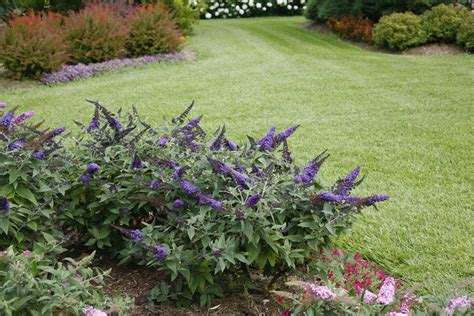 Each one is dotted with a cute pugster butterfly bushes also offer thick, sturdy stems that give them better ability to withstand cold weather, too, so they're an ideal choice for. Pugster Blue® - Butterfly Bush - Buddleia x | Dwarf ...
