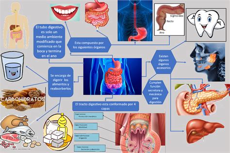 Mapa Mental Del Aparato Digestivo Partes Y Funciones The Best Porn