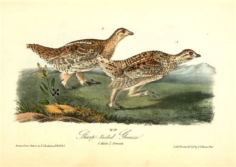 Sharp Tailed Grouse Posters And Prints By John James Audubon