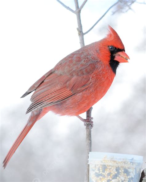Northern Cardinal Birdwatching Male Wildlife Photo Background And