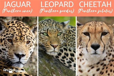 Leopard Cheetah Hybrid