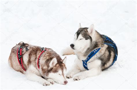 Sled Dog Siberian Husky — Stock Photo © Kalinovsky 5428264