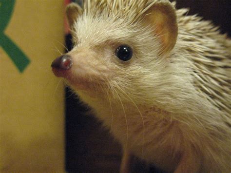 Filepet Hedgehog Closeup Wikipedia