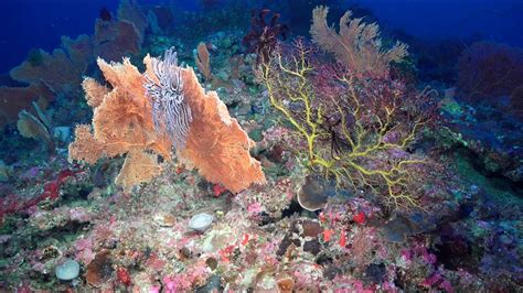 Voyage Of Discovery Seamounts Canyons And Reefs Of The Coral Sea Youtube