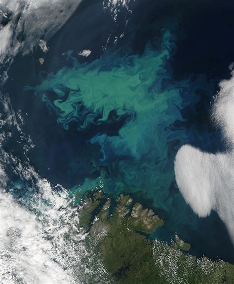 Phytoplankton Bloom Near Norway