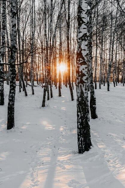 Premium Photo Sunset In Birch Tree Forest At Winter