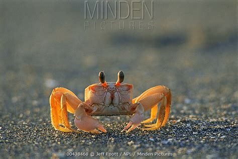 Atlantic Sand Fiddler Crab Stock Photo Minden Pictures