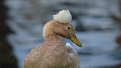 Quirky Quackers The Fascinating World Of Duck Hairdos Save The Eagles