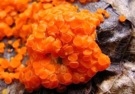 If you have an old bag of soil around and it is growing mold it is best to dump it and start fresh. mold inside an orange