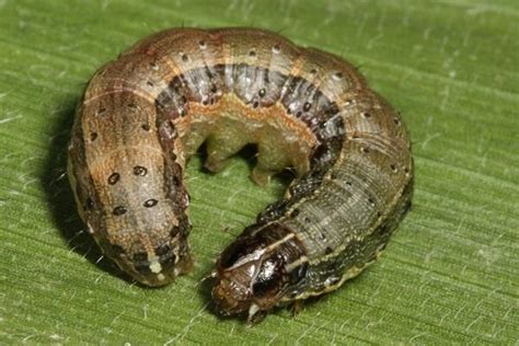 What You Need To Know About The Fall Armyworm Agrimag Blog