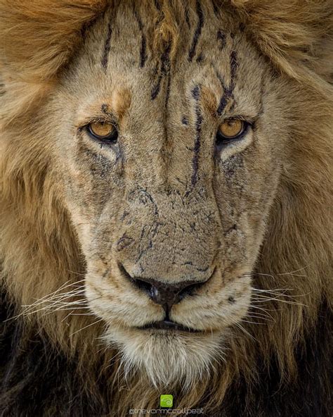 Battle Scarred Male Lion In South Africa Trevor Mccall Peat