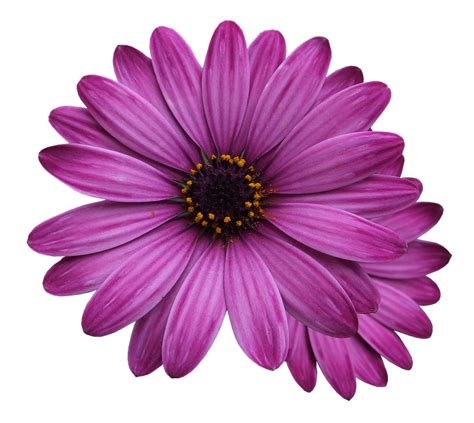 Flower Marigolds Purple · Free Photo On Pixabay