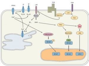 T Cell Signaling And Activation No Simple Matter Alomone Labs