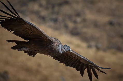 Condorul Andin 12 Lucruri Despre Regele Zburator ️