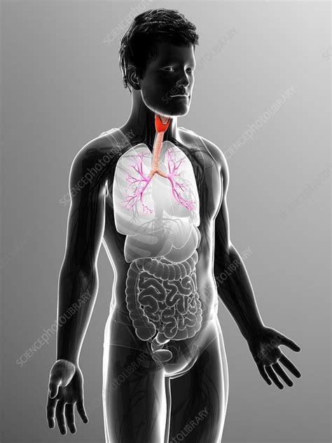 Male Trachea And Bronchi Illustration Stock Image F