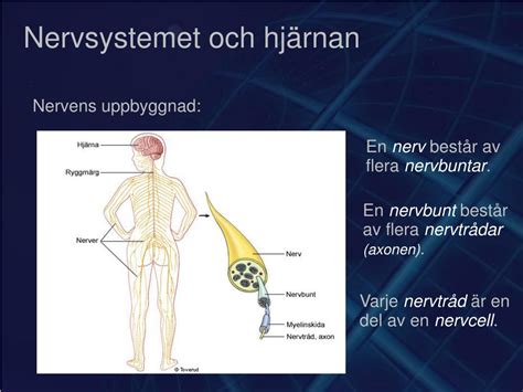 Ppt Nervsystemet Och Hjärnan Powerpoint Presentation Free Download