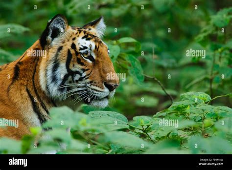 Royal Bengal Tiger Stock Photo Alamy