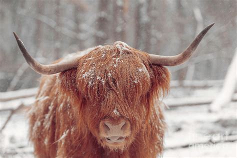 Portrait Of A Scottish Highland Cattle In The Snow Photograph By Sjoerd