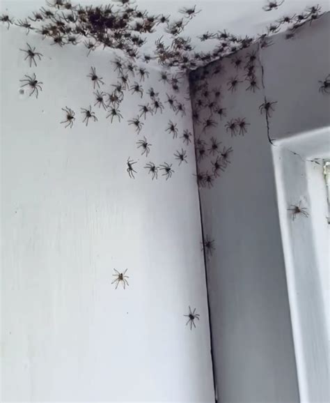 Mom Walks Into Daughters Bedroom And Finds Dozens Of Spiders Crawling
