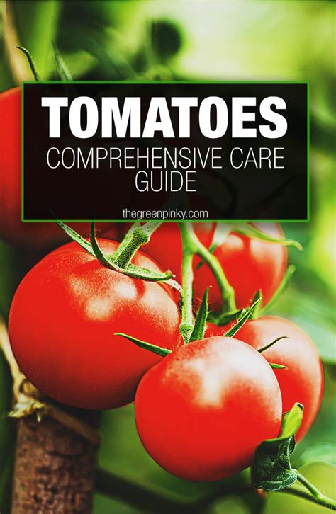 How To Grow Tomatoes — Our Guide With Tips That Work