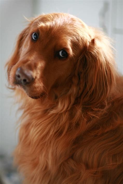 25 Reasons Golden Retrievers Are Actually The Worst Dogs