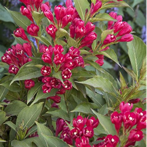 Midwest 5 Shrubs That Look Great In August Zone 3 7 Shrubs Bloom