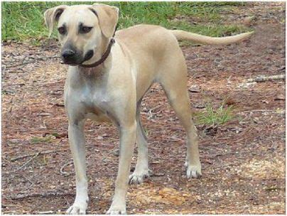 black mouth cur puppies breeders facts pictures price lifespan animals breeds