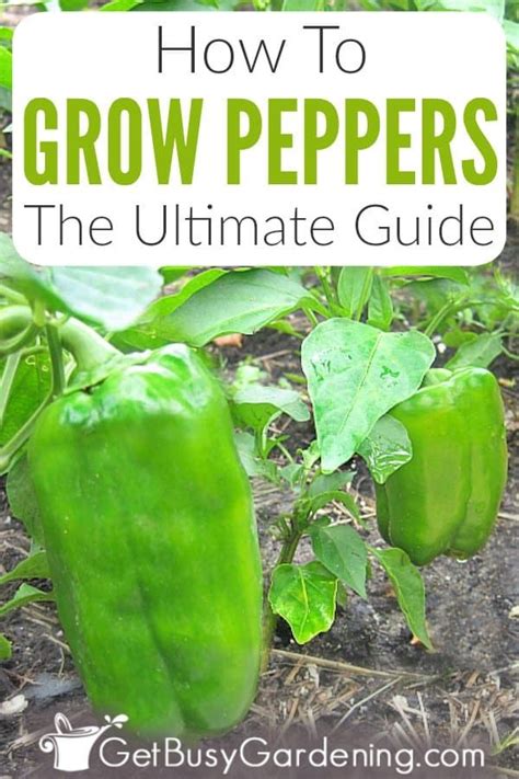 How To Grow Peppers The Ultimate Guide Pepper Plant Care Growing