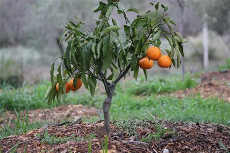 Il n'est pas rare que feuilles d'arbres d'un voisin tombent chez soi. Une semaine après l'épisode de froid - Acclimatons