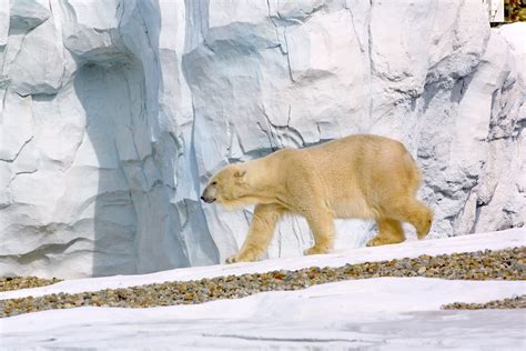 Polar Bears Will All But Disappear By Without Curbs On Emissions