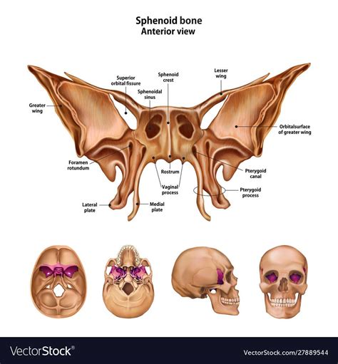 Sphenoid Bone With The Name And Description Of All Sites Sphenoid